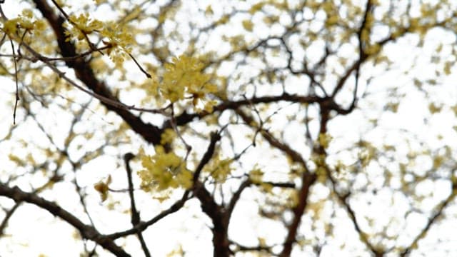 Yellow cornelian cherry flowers blooming on trees in spring