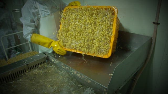Worker processing a large batch of bean sprouts with yellow gloves in the factory