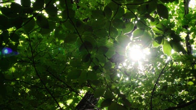 Sunlight filtering through dense forest leaves