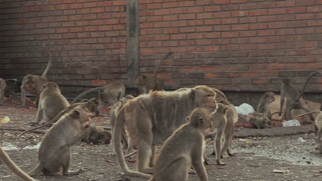 Monkeys Gathered in Front of a Brick Wall
