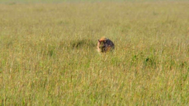 Hyena Roaming in the Grasslands