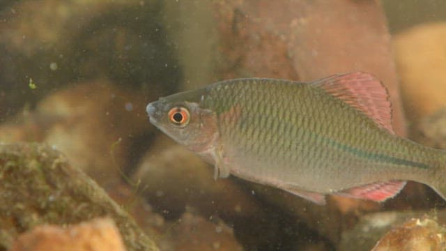 Fish Swimming in Natural Habitat