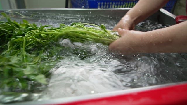 Washing fresh water parsley with clean water in the sink