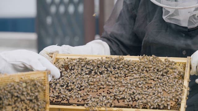 Beekeepers Lifting and Checking Beehives