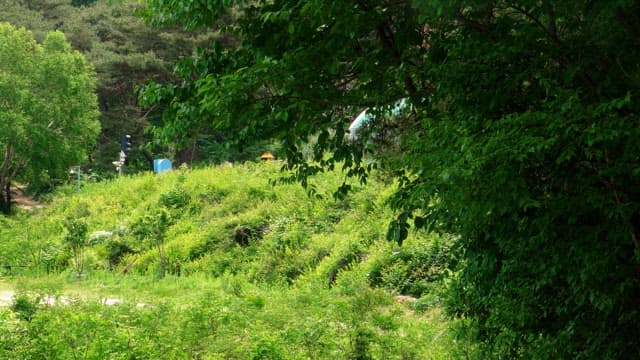 Quiet forest path in the countryside covered with greenery