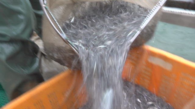 Pouring Fresh Anchovies into Processing Bin at Facility