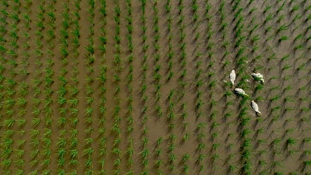 Ducks Crossing the Rice Fields Along the Ridge