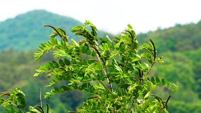 Green foliage with mountains in the background on a bright day