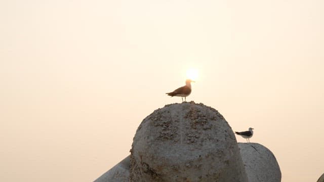 Seagulls perched on a concrete structure