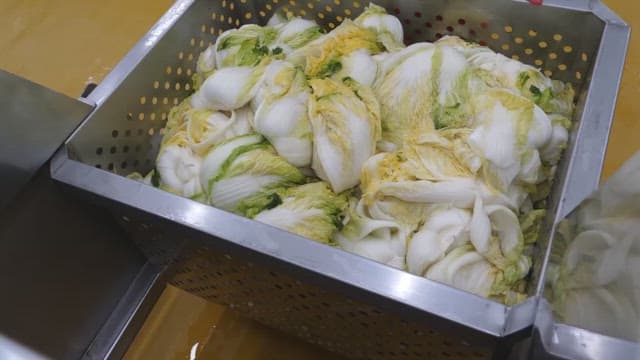 Fresh napa cabbage in a perforated metal container