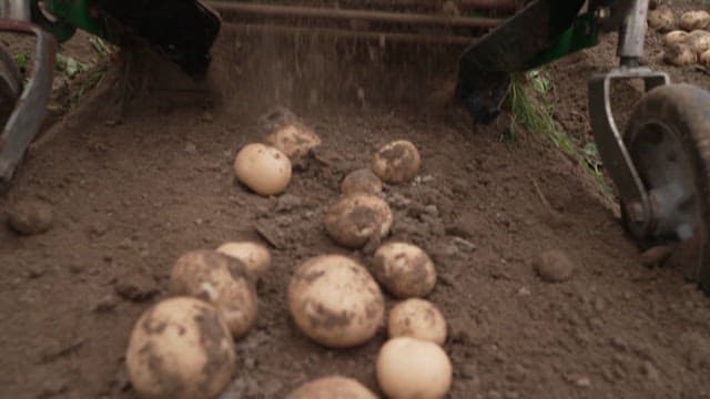 Potatoes Falling from Potato Harvester