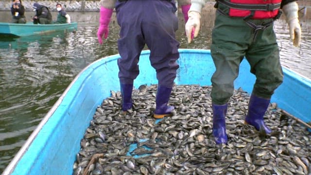 Fish flapping on a fishing boat with fishermen