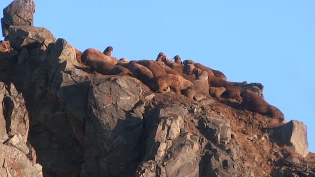 Walruses Resting on Rocky Cliffside