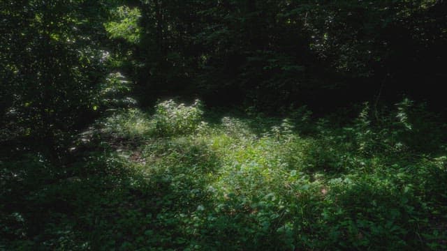 Sunlight filtering through a dense forest