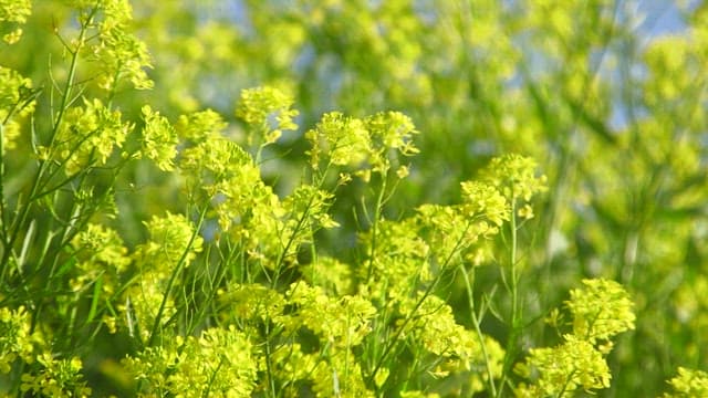 Yellow Rape Flowers Fluttering in the Spring Breeze