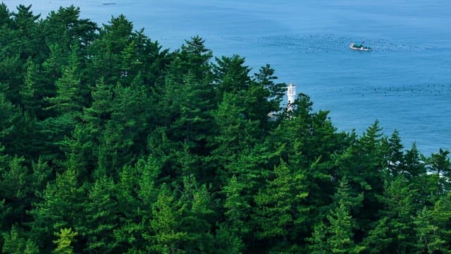 White Lighthouse and Sea Revealed through the Forest