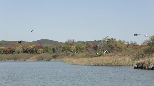 Birds flying over water with urban skyline in background