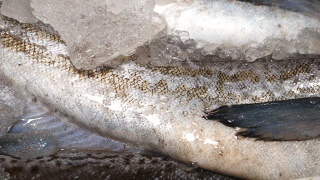 Frozen fish with ice in a market stall