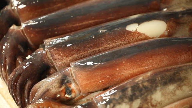 Fresh squid displayed in market boxes