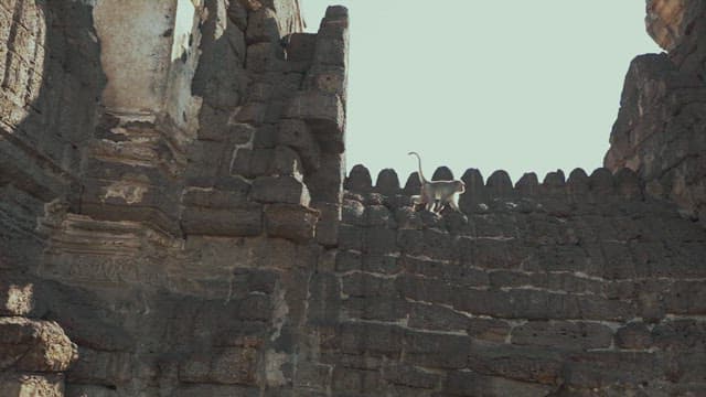 Monkey Walking on Ancient Stone Temple During Daytime