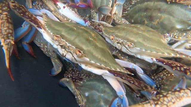Crabs in a tank