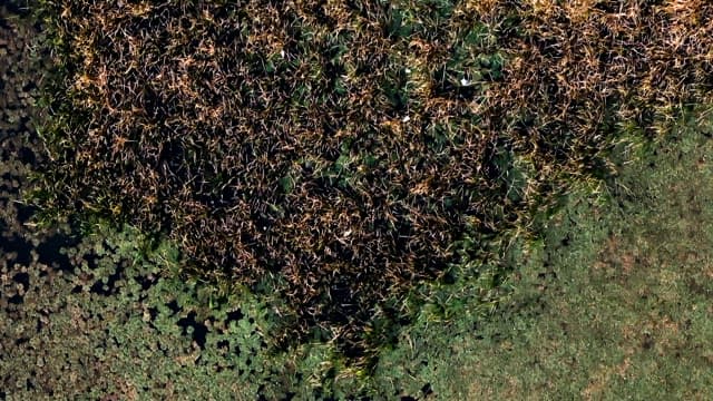 Dense vegetation with varied textures