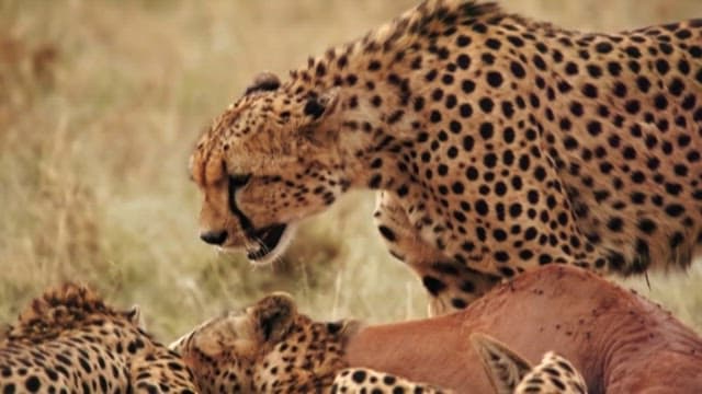 Cheetahs Feasting on Prey in the Wild