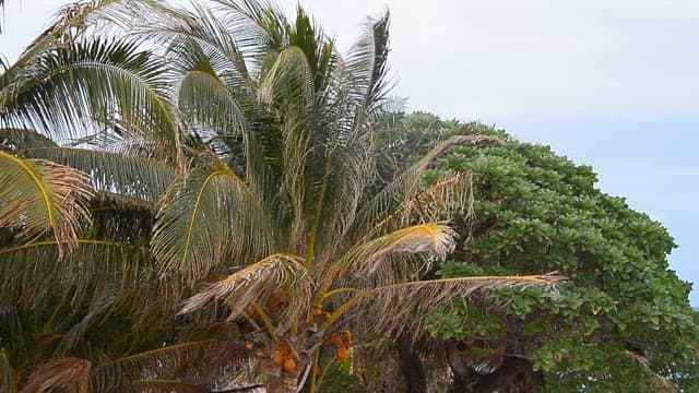 Palm trees swaying against the blue sky