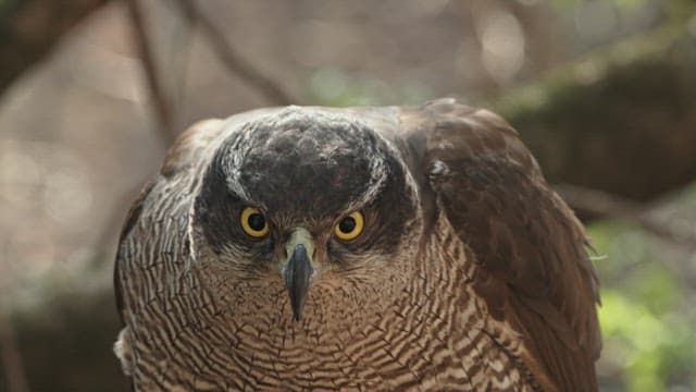 Intense Gaze of a Majestic hawk