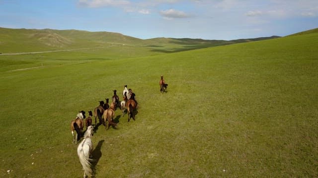 Horses running freely on a vast green field