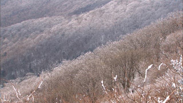 Snow-covered trees on a misty mountain