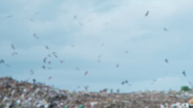 Birds flying over a massive landfill