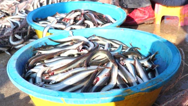 Freshly caught sand eels in blue baskets