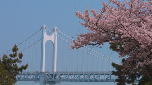 Cherry Blossoms in Full Bloom near a Bridge
