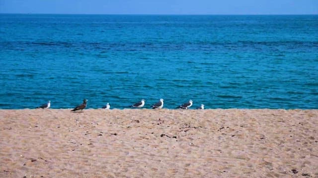 Seagulls on Sandy Beach by the Ocean