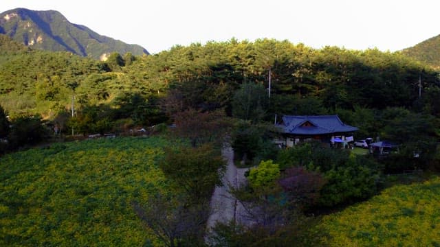 Traditional house next to green and yellow fields surrounded by green forests in the mountains