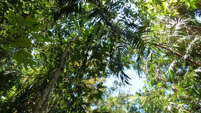 Dense forest with sunlight streaming through the trees