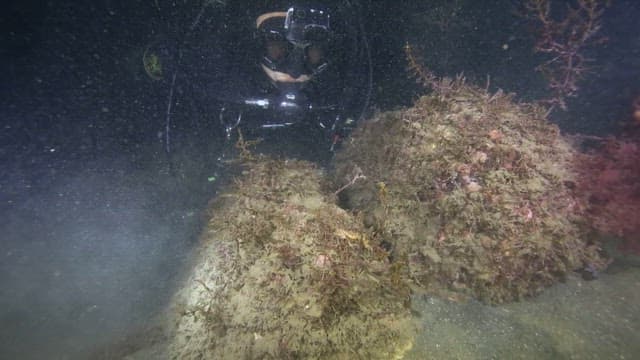 Scuba Diver Exploring the Underwater Landscape