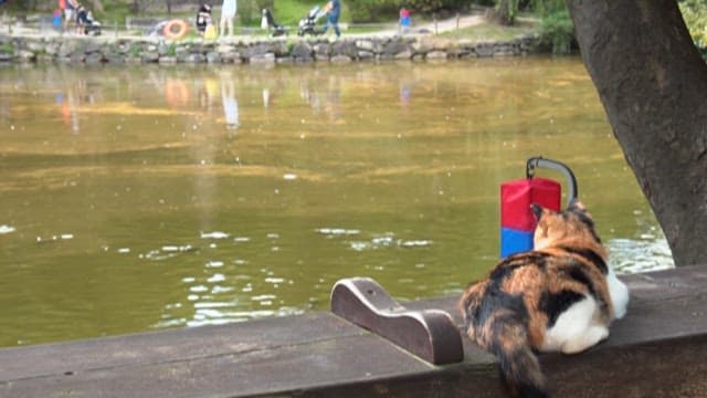 Cat resting on a bench by a pond
