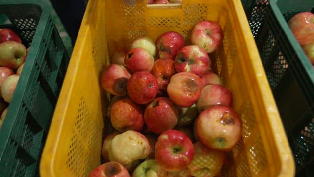 Rotten apples in yellow crates inside a warehouse
