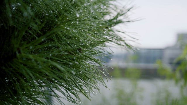 Water droplets on pine needles