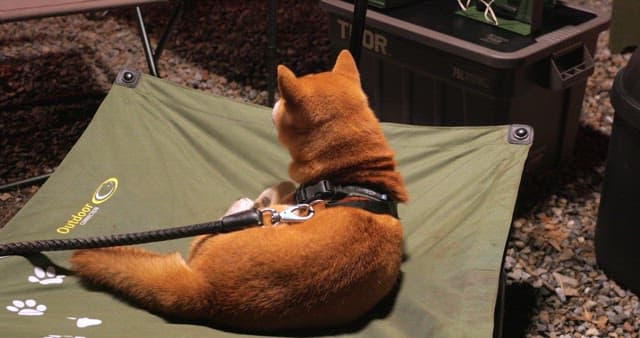 Shiba Inu Resting on a Camping Chair