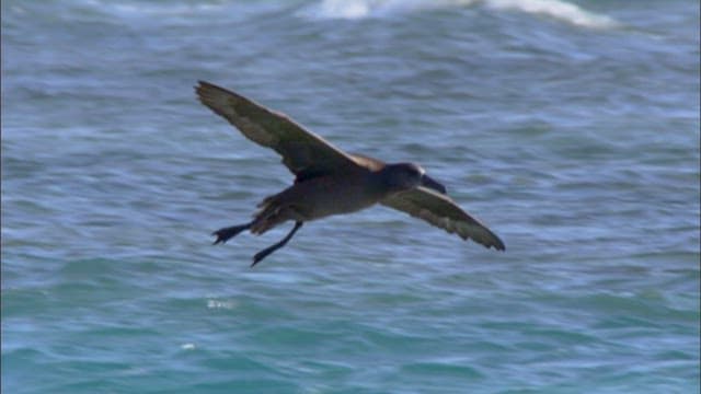 Shark Hunting Fish in Turquoise Waters