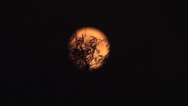 Full moon rising through silhouetted branches at night