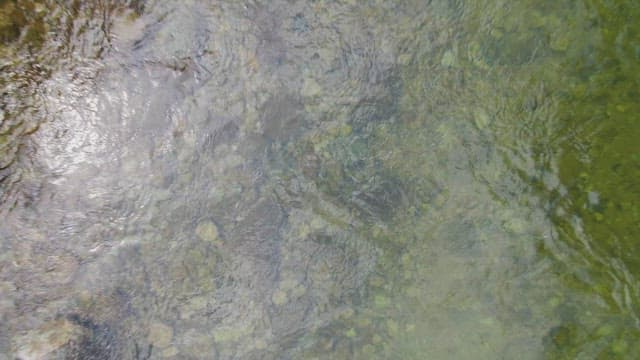 Clear river flowing through a forest