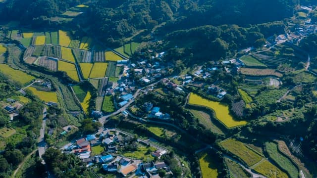 Terraced Rice Fields in Rural Areas are Gradually Ripening