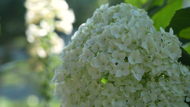 Blooming Hydrangeas and Foxgloves in Lush Garden