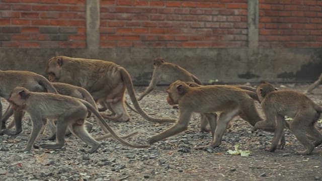 Monkeys Moving in Groups on the Ground