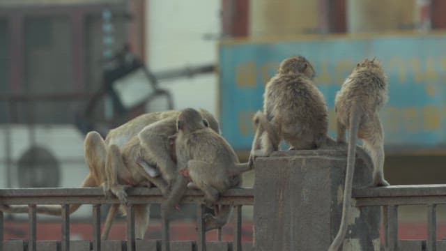 Monkeys Playing on an Urban Railings