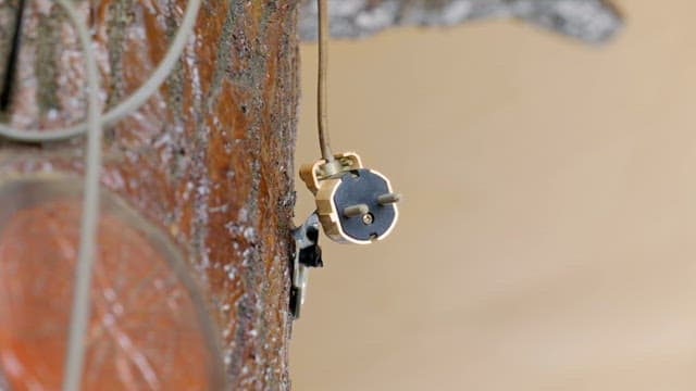 Plug hanging from a tree trunk